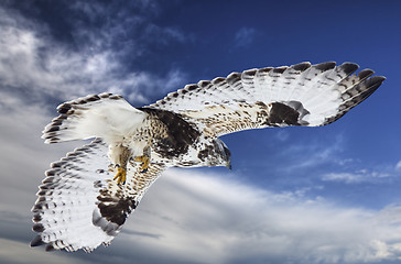 Image showing Rough Legged Hawk in Flight