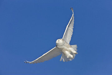 Image showing Snowy Owl in Flight