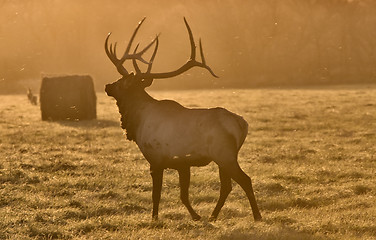 Image showing Sunset Elk Bull