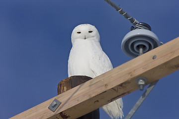 Image showing Snowy Owl