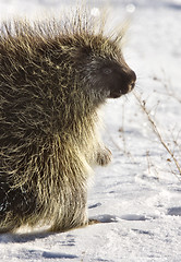 Image showing Porcupine in winter