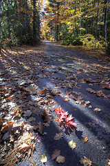 Image showing Autumn Trees