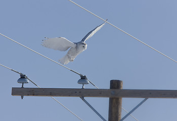 Image showing Snowy Owl