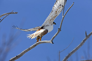 Image showing Ferruginous Hawk