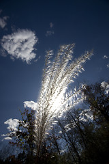 Image showing White fluffy weed