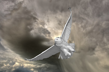 Image showing Snowy Owl in Flight