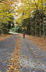 Image showing Autumn Leaves