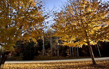 Image showing Autumn Trees