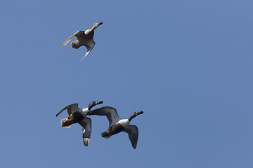 Image showing Ducks in Flight