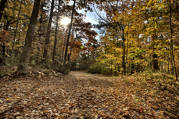 Image showing Autumn Leaves