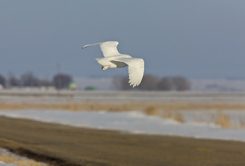 Image showing Snowy Owl