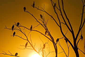 Image showing Cormorants in tree