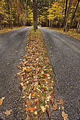 Image showing Autumn Leaves