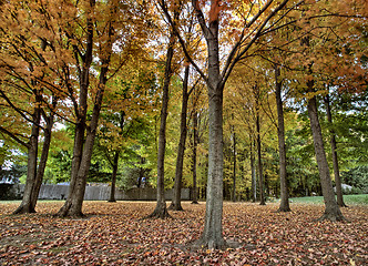 Image showing Autumn Trees