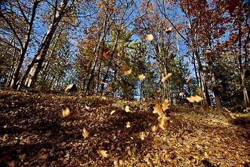 Image showing Autumn Trees