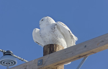 Image showing Snowy Owl