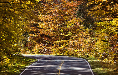 Image showing Autumn Trees