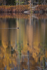 Image showing Autumn Trees