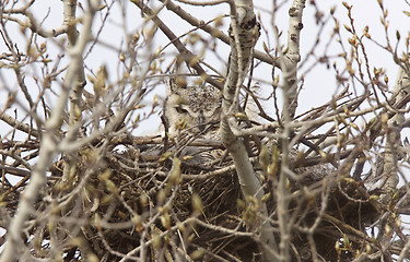 Image showing Great Horned Owl in Nest