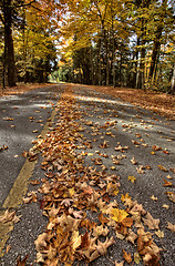 Image showing Autumn Leaves