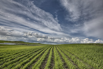Image showing Newly Planted Crop