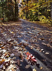 Image showing Autumn Trees