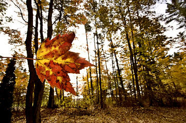 Image showing Autumn Leaves