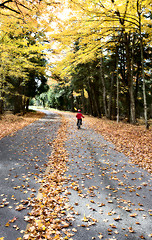 Image showing Autumn Leaves