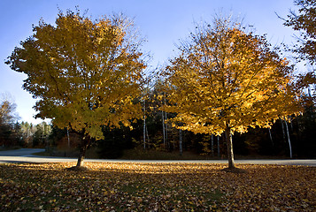 Image showing Autumn Trees