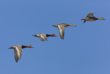 Image showing Ducks in Flight