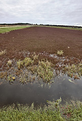 Image showing Cranberry Bog