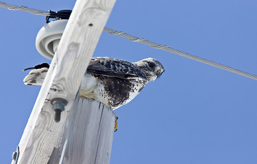 Image showing Rough Legged Hawk