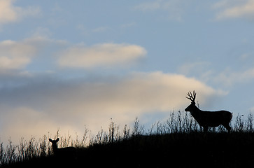 Image showing Deer Silhouette