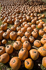 Image showing Pumpkin Patch