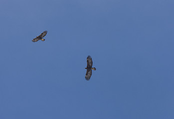 Image showing 2 golden Eagles in Flight