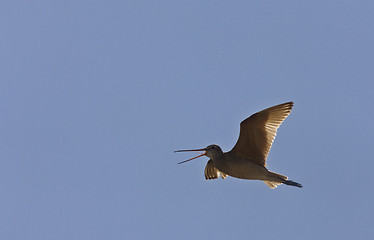 Image showing Godwit in flight