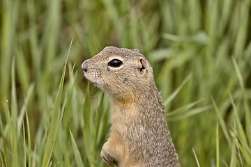 Image showing richardson ground squirrel