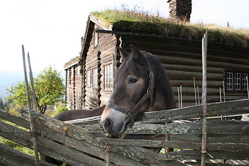 Image showing Old farmhouse and horse