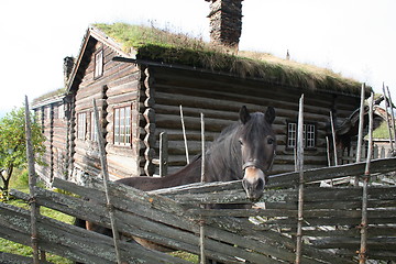 Image showing Old farmhouse and horse