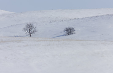 Image showing Trees in the hills