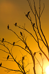 Image showing Cormorants in tree