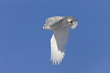 Image showing Snowy Owl in Flight