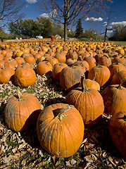 Image showing Pumpkin Patch