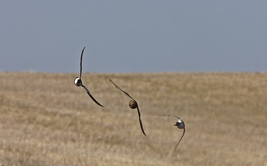 Image showing Ducks in Flight