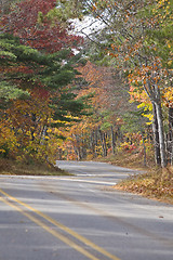 Image showing Autumn Trees