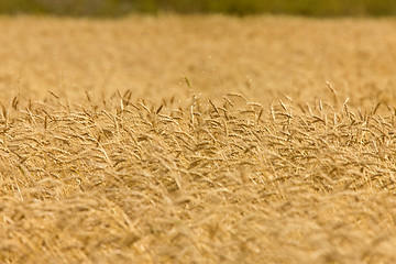 Image showing Wheat Field