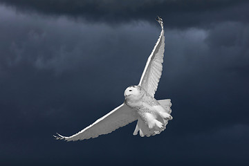 Image showing Snowy Owl in Flight