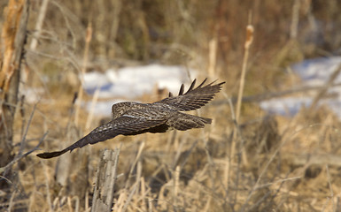 Image showing Great Gray Owl