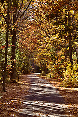 Image showing Autumn Trees