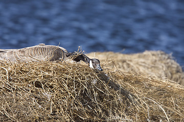 Image showing Canada Goose in Nest